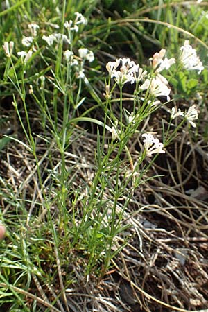 Asperula cynanchica \ Hgel-Meier / Squinancy Wort, Slowenien/Slovenia Koschuta, Planina Pungrat 6.7.2019