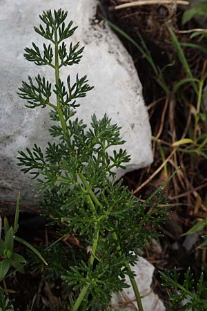 Athamanta cretensis \ Gewhnliche Augenwurz, Alpen-Augenwurz / Candy Carrot, Slowenien/Slovenia Koschuta, Planina Pungrat 6.7.2019