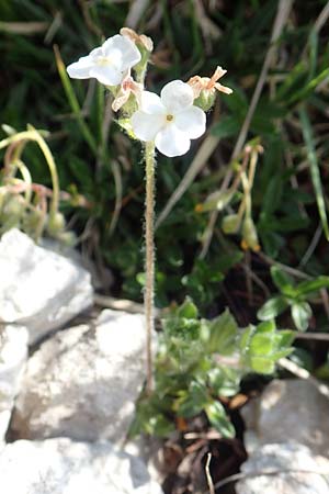 Androsace chamaejasme \ Gewimperter Mannsschild / Bastard Rock Jasmine, Slowenien/Slovenia Koschuta 7.7.2019