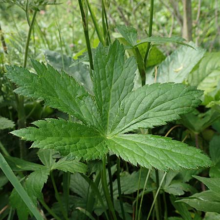 Astrantia major subsp. involucrata \ Krntner Sterndolde / Carinthian Masterwort, Slowenien/Slovenia Loibl-Pass 8.7.2019