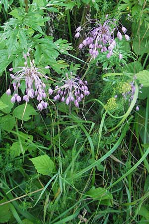 Allium carinatum \ Gekielter Lauch / Keeled Garlic, Slowenien/Slovenia Kozina 31.7.2011