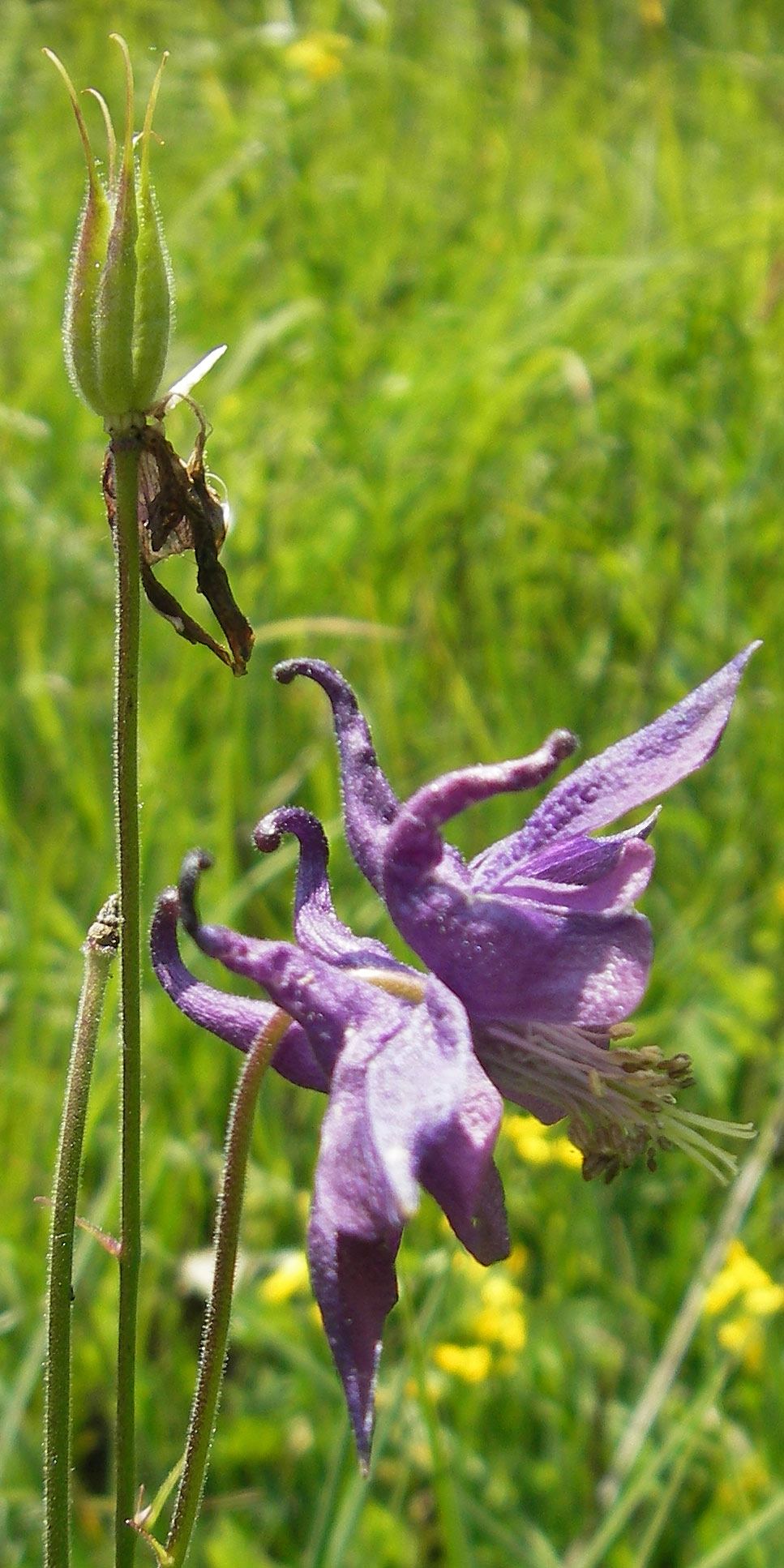 Aquilegia nigricans \ Dunkle Akelei / Dark Columbine, Slowenien/Slovenia Nova Vas 27.6.2010