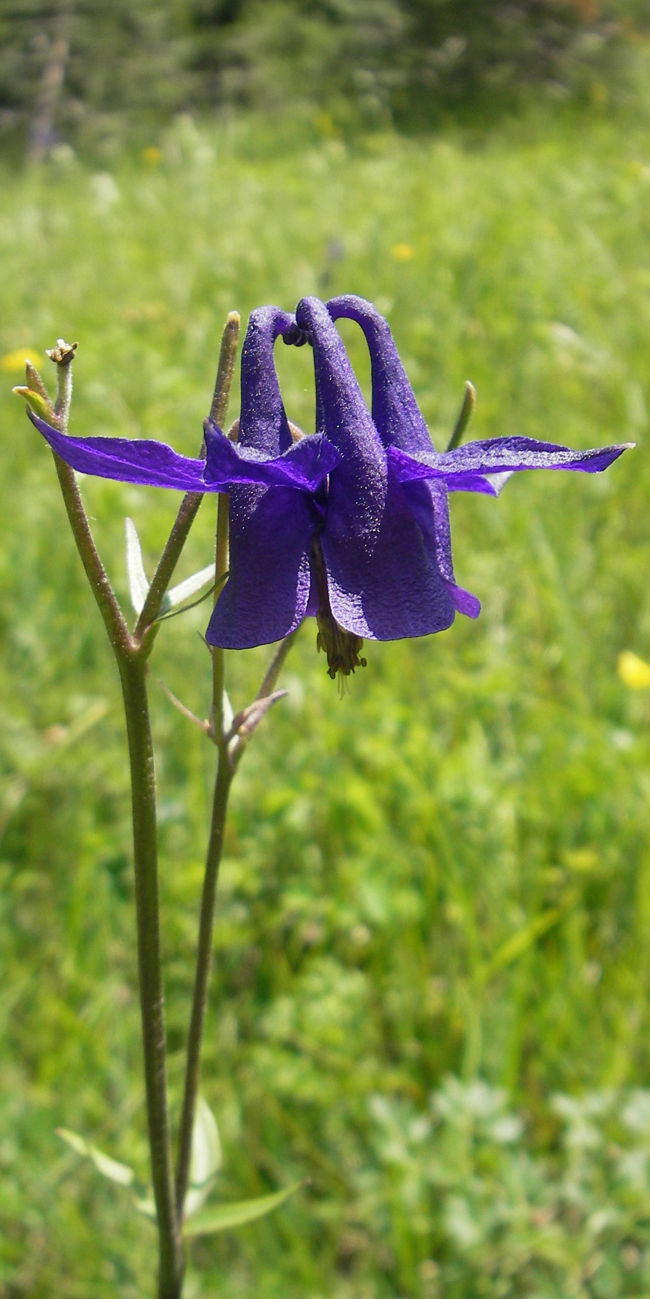 Aquilegia nigricans \ Dunkle Akelei, Slowenien Nova Vas 27.6.2010