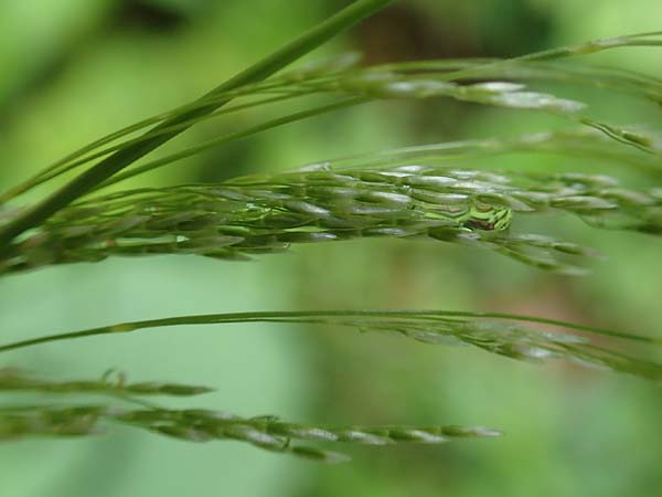 Agrostis stolonifera / Creeping Bentgrass, Slovenia Medvodje 9.7.2019