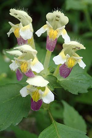 Galeopsis speciosa \ Bunter Hohlzahn / Large-flowered Hemp-Nettle, Slowenien/Slovenia Medvodje 9.7.2019