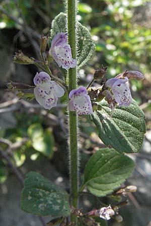 Clinopodium calamintha \ Kleinbltige Bergminze / Lesser Calamint, Slowenien/Slovenia Postojna 14.7.2007