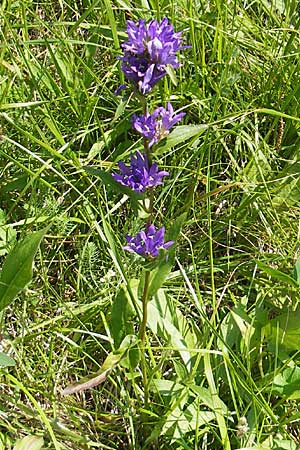 Campanula glomerata \ Knuel-Glockenblume / Clustered Bellflower, Slowenien/Slovenia Postojna 27.6.2010