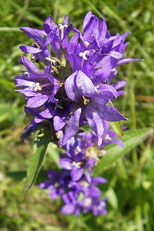 Campanula glomerata \ Knuel-Glockenblume / Clustered Bellflower, Slowenien/Slovenia Postojna 27.6.2010