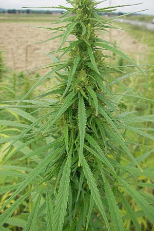 Cannabis sativa \ Hanf / Hemp, Slowenien/Slovenia Sajevce 1.8.2011