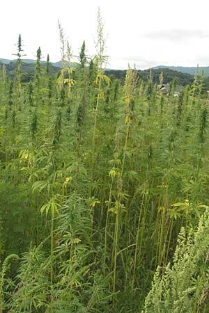 Cannabis sativa \ Hanf / Hemp, Slowenien/Slovenia Sajevce 1.8.2011