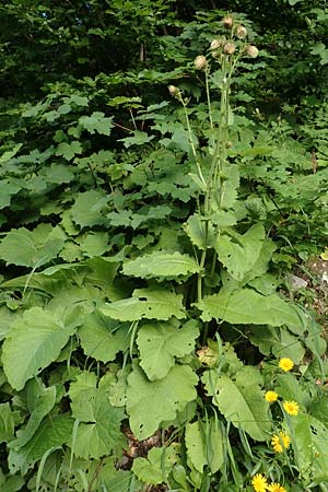 Cirsium carniolicum \ Krainer Kratzdistel / Carniolan Thistle, Slowenien/Slovenia Loibl-Pass 8.7.2019