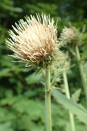 Cirsium carniolicum \ Krainer Kratzdistel / Carniolan Thistle, Slowenien/Slovenia Loibl-Pass 8.7.2019