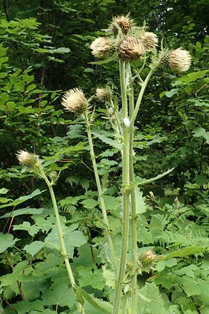 Cirsium carniolicum \ Krainer Kratzdistel / Carniolan Thistle, Slowenien/Slovenia Loibl-Pass 8.7.2019