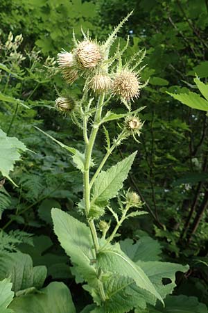 Cirsium carniolicum \ Krainer Kratzdistel / Carniolan Thistle, Slowenien/Slovenia Loibl-Pass 8.7.2019