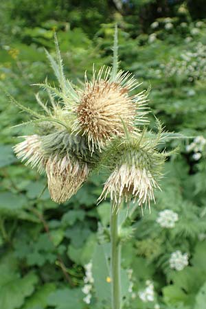 Cirsium carniolicum \ Krainer Kratzdistel / Carniolan Thistle, Slowenien/Slovenia Loibl-Pass 8.7.2019