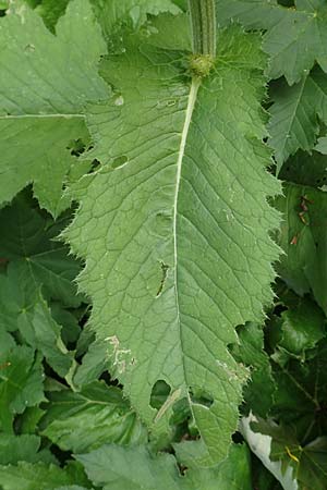 Cirsium carniolicum \ Krainer Kratzdistel / Carniolan Thistle, Slowenien/Slovenia Loibl-Pass 8.7.2019