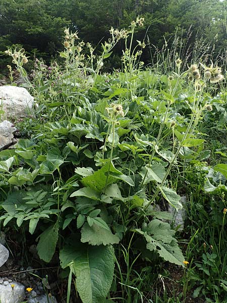 Cirsium carniolicum \ Krainer Kratzdistel / Carniolan Thistle, Slowenien/Slovenia Loibl-Pass 8.7.2019