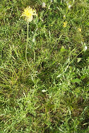 Centaurea dichroantha \ Zweifarbige Flockenblume, Slowenien Seana 27.6.2010