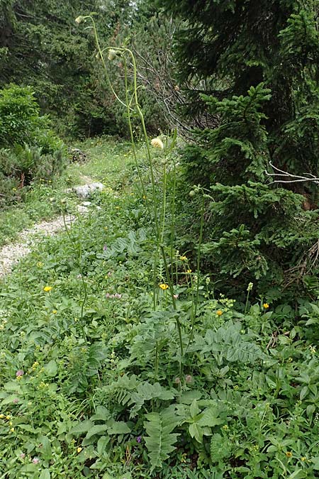 Cirsium erisithales \ Klebrige Kratzdistel / Yellow Thistle, Slowenien/Slovenia Loibl-Pass 8.7.2019