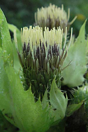 Cirsium oleraceum \ Kohl-Kratzdistel, Kohl-Distel / Cabbage Thistle, Slowenien/Slovenia Drau-Tal / Drava Valley 20.7.2007