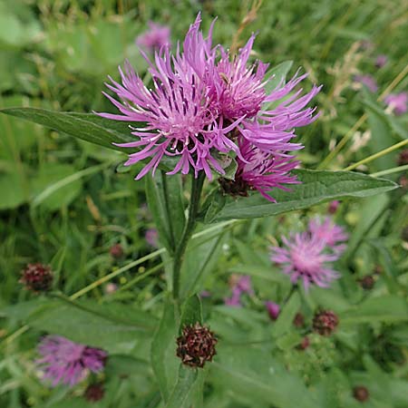 Centaurea jacea \ Wiesen-Flockenblume / Brown Knapweed, Slowenien/Slovenia Loibl-Pass 8.7.2019