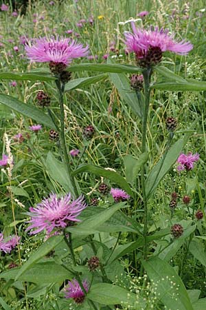 Centaurea jacea \ Wiesen-Flockenblume / Brown Knapweed, Slowenien/Slovenia Loibl-Pass 8.7.2019