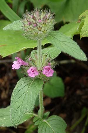 Clinopodium vulgare \ Wirbeldost / Wild Basil, Slowenien/Slovenia Medvodje 9.7.2019