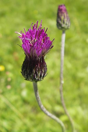 Cirsium pannonicum \ Ungarische Kratzdistel / Hungarian Thistle, Slowenien/Slovenia Nova Vas 27.6.2010