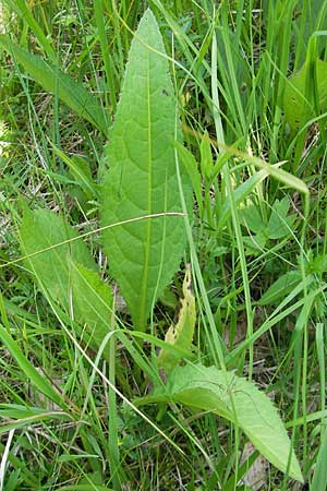 Cirsium pannonicum \ Ungarische Kratzdistel / Hungarian Thistle, Slowenien/Slovenia Nova Vas 27.6.2010