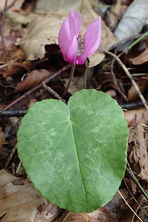 Cyclamen purpurascens / Cyclamen, Slovenia Tric 9.7.2019