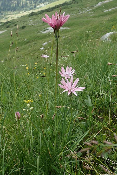 Scorzonera rosea \ Rosenrote Schwarzwurzel, Slowenien Koschuta, Planina Pungrat 6.7.2019