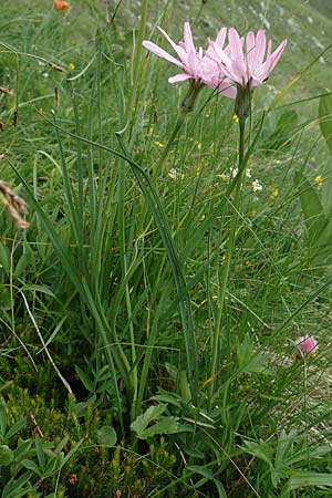 Scorzonera rosea \ Rosenrote Schwarzwurzel / Rosy Viper's Grass, Slowenien/Slovenia Koschuta, Planina Pungrat 6.7.2019