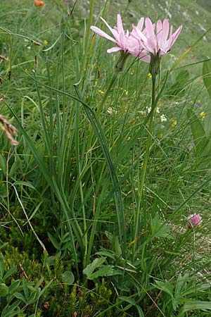 Scorzonera rosea \ Rosenrote Schwarzwurzel, Slowenien Koschuta, Planina Pungrat 6.7.2019