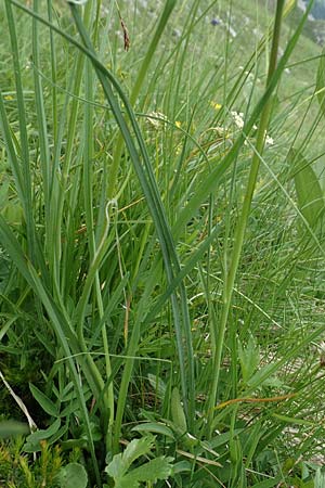 Scorzonera rosea / Rosy Viper's Grass, Slovenia Koschuta, Planina Pungrat 6.7.2019