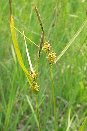 Carex lepidocarpa \ Schuppenfrüchtige Gelb-Segge, Slowenien Nova Vas 27.6.2010