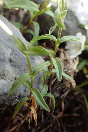 Cerastium arvense subsp. strictum \ Steifes Acker-Hornkraut, Slowenien Koschuta, Planina Pungrat 6.7.2019