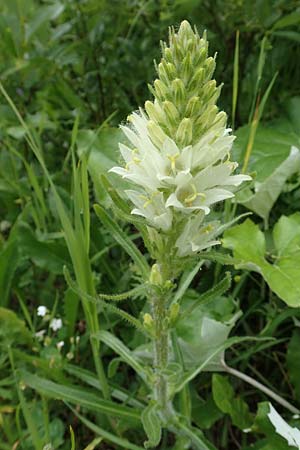 Campanula thyrsoides \ Strau-Glockenblume / Yellow Bellflower, Slowenien/Slovenia Loibl-Pass 8.7.2019