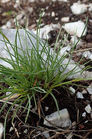 Dianthus sylvestris \ Stein-Nelke, Slowenien Koschuta 7.7.2019