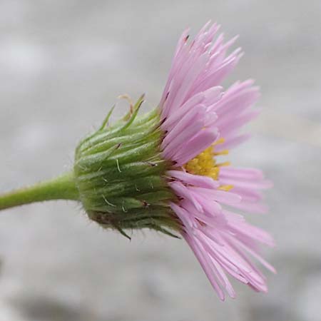 Erigeron glabratus \ Koralpen-Berufkraut / Koralpe Fleabane, Slowenien/Slovenia Loibl-Pass 8.7.2019