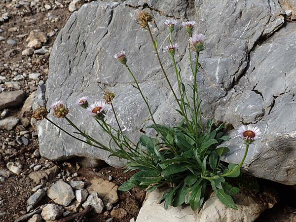 Erigeron alpinus \ Alpen-Berufkraut, Slowenien Loibl-Pass 8.7.2019