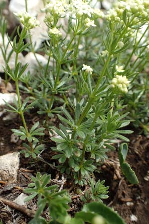 Galium austriacum \ sterreicher Labkraut / Austrian Bedstraw, Slowenien/Slovenia Koschuta 7.7.2019