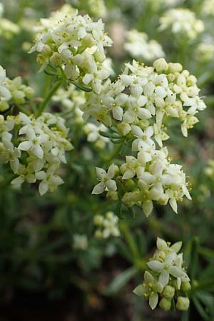 Galium austriacum \ sterreicher Labkraut / Austrian Bedstraw, Slowenien/Slovenia Koschuta 7.7.2019