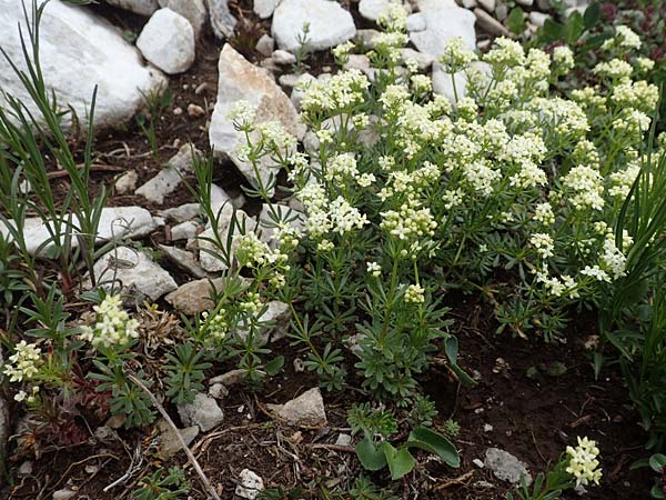 Galium austriacum \ sterreicher Labkraut / Austrian Bedstraw, Slowenien/Slovenia Koschuta 7.7.2019