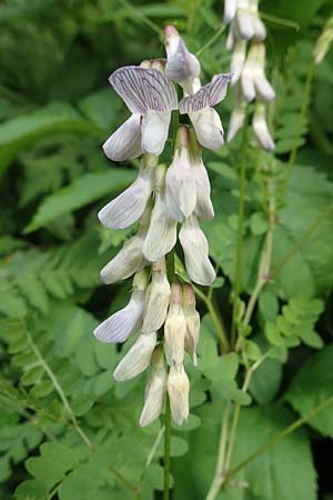 Vicia sylvatica \ Wald-Wicke / Wood Vetch, Slowenien/Slovenia Loibl-Pass 8.7.2019