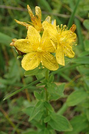 Hypericum maculatum \ Geflecktes Johanniskraut / Imperforate St. John's-Wort, Slowenien/Slovenia Loibl-Pass 8.7.2019