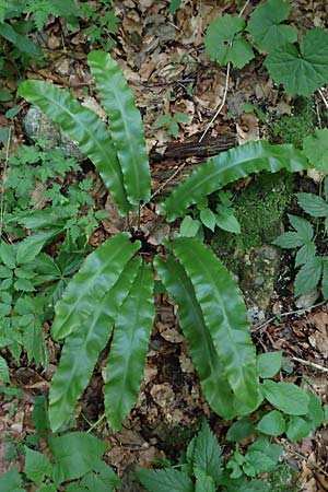 Asplenium scolopendrium / Hart's-tongue, Slovenia Tric 5.7.2019