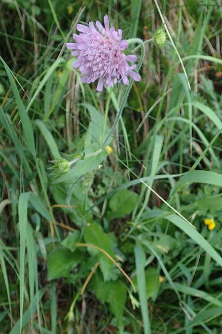 Knautia drymeia subsp. drymeia \ Ungarische Witwenblume, Balkan-Witwenblume / Hungarian Widow Flower, Slowenien/Slovenia Koschuta 7.7.2019