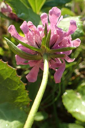 Knautia drymeia subsp. intermedia \ Mittlere Ungarische Witwenblume, Balkan-Witwenblume / Hungarian Widow Flower, Slowenien/Slovenia Loibl-Pass 8.7.2019