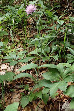 Knautia drymeia subsp. intermedia \ Mittlere Ungarische Witwenblume, Balkan-Witwenblume / Hungarian Widow Flower, Slowenien/Slovenia Loibl-Pass 8.7.2019