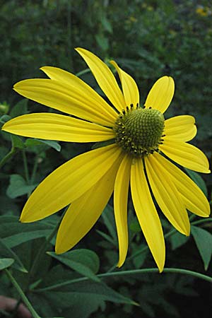 Rudbeckia laciniata \ Schlitzblttriger Sonnenhut, Hoher Sonnenhut, Slowenien Drau-Tal 20.7.2007